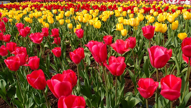 郁金香花高清背景图片