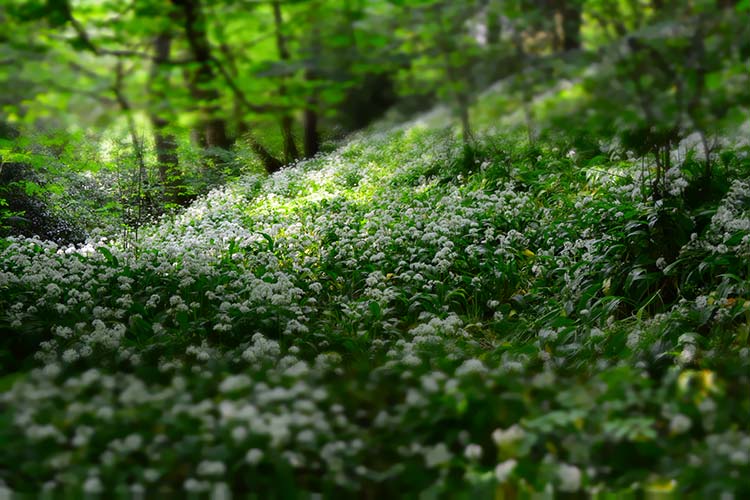 山间小花高清背景图片