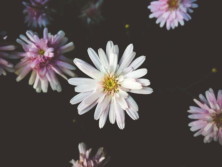 小菊花高清背景图片