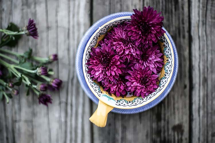 紫色菊花高清背景图片