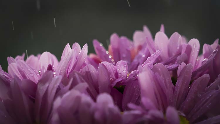 紫色菊花高清背景图片