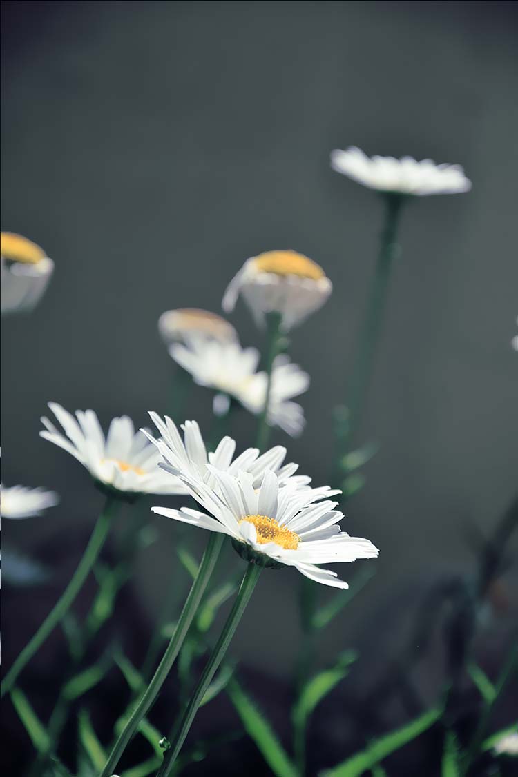 高清背景图片小菊花