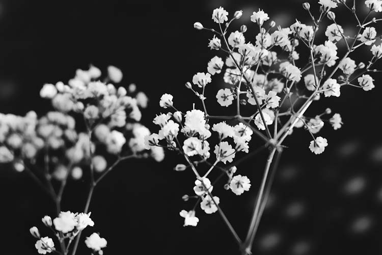 白花高清背景图片