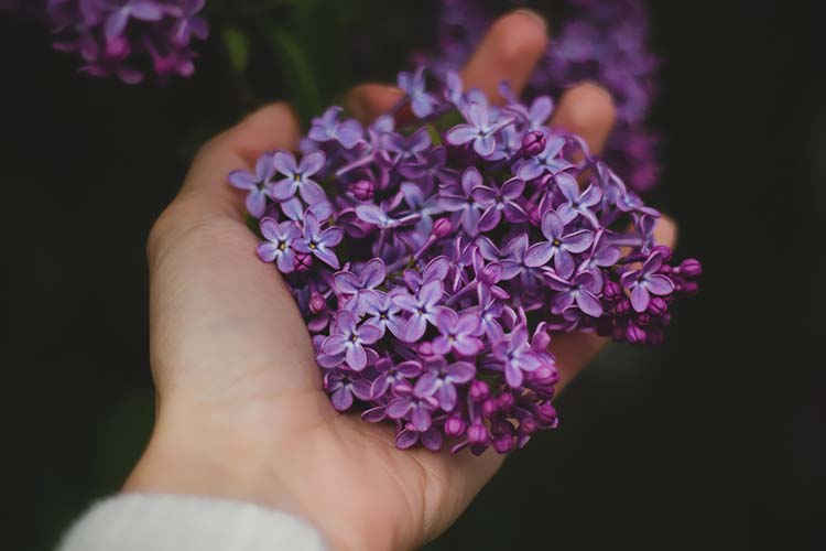 手棒花丁香花高清背景图片