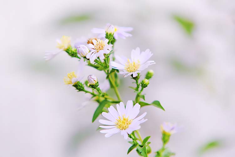 雏菊高清背景图片