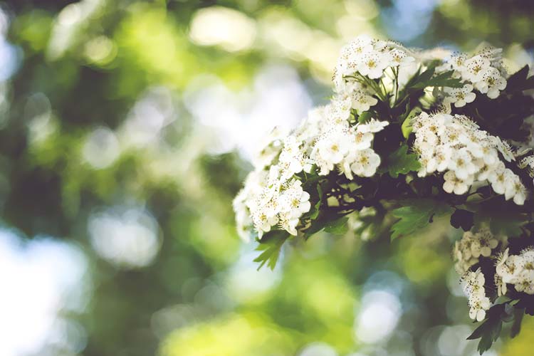 花枝高清背景图片