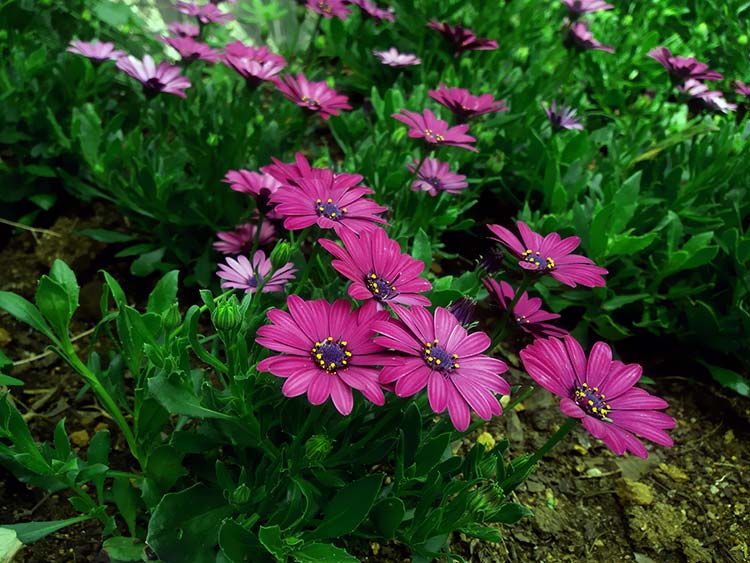 紫色菊花高清背景图片