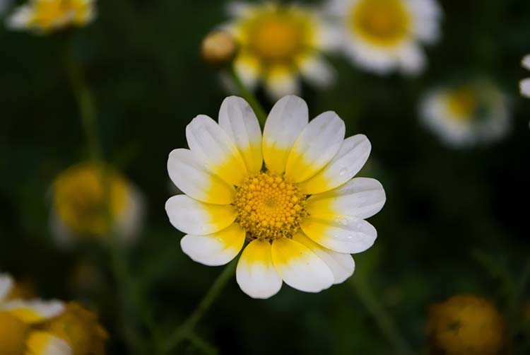 小菊花高清背景图片