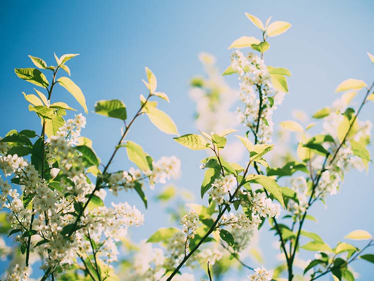 花枝高清背景图片