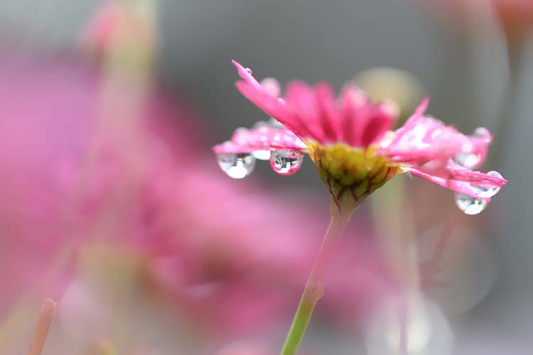 菊花高清背景图片