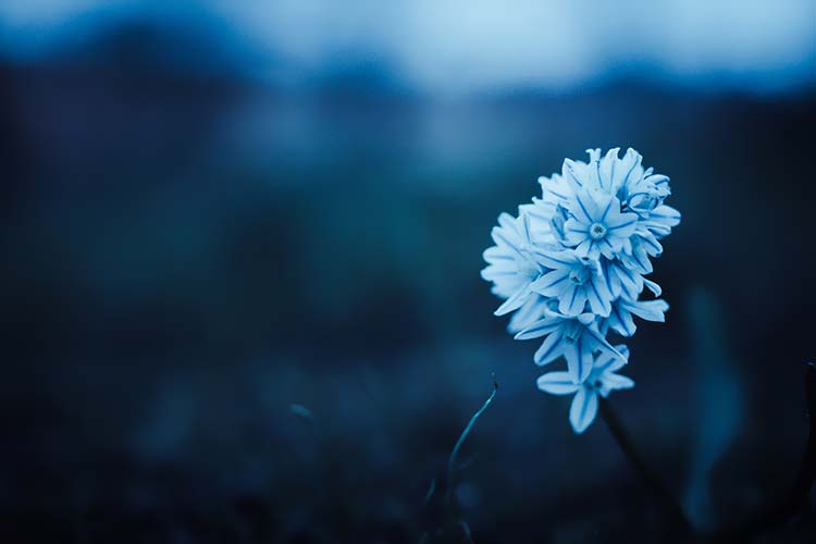 蓝花高清背景图片