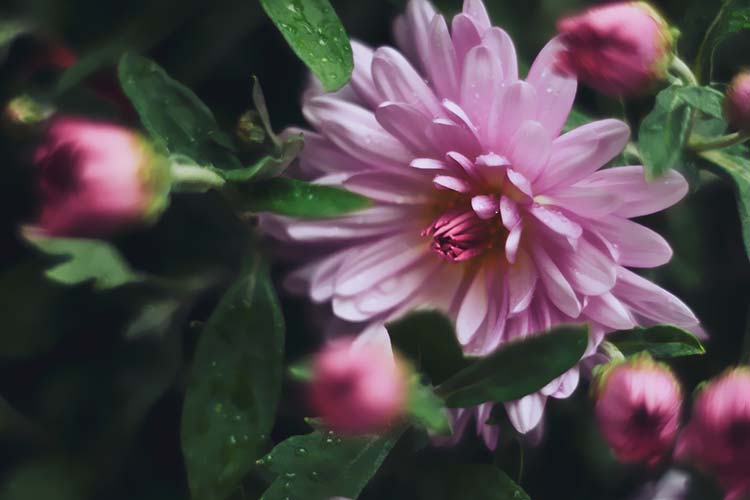 花朵高清背景图片