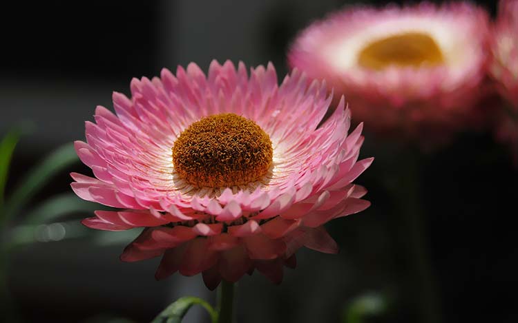 菊花高清背景图片