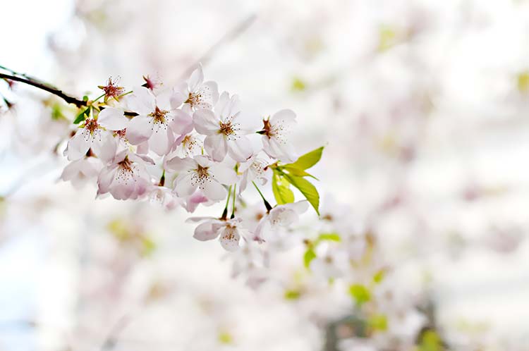 樱花树高清背景图片