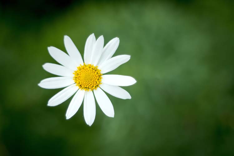 小菊花高清背景图片