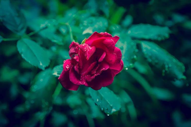 花朵高清背景图片