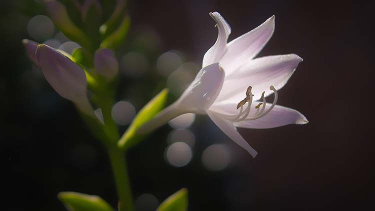 百合花高清背景图片