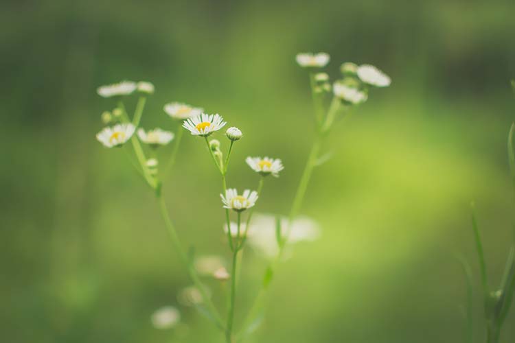 小菊花高清背景图片