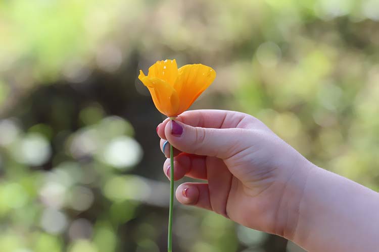 黄花高清背景图片