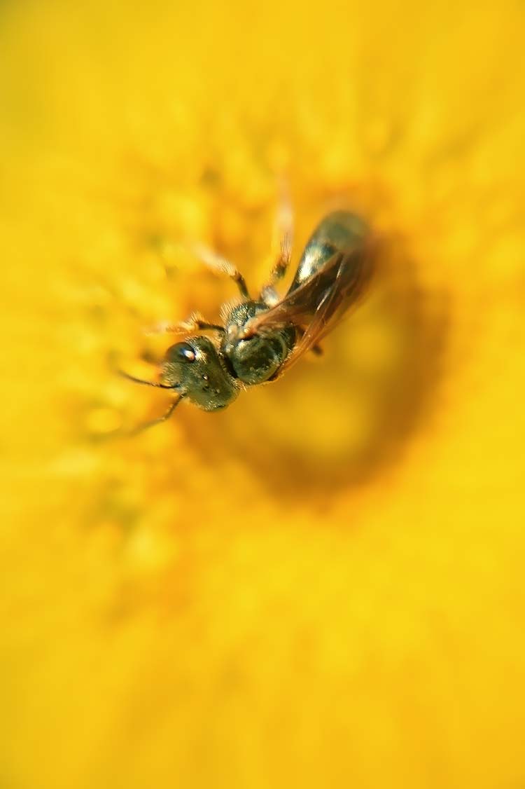 菊花高清背景图片