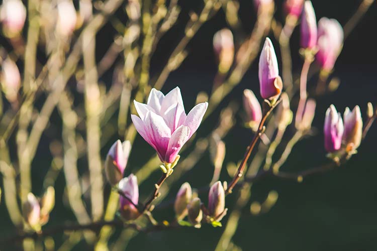 玉兰花高清背景图片