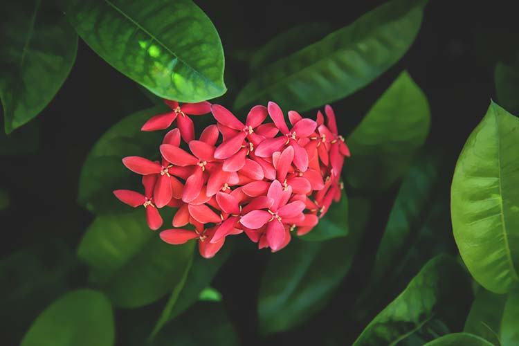 花高清背景图片