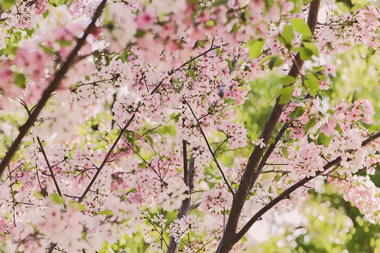 樱花高清背景图片