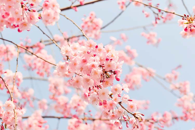 樱花背景图片素材