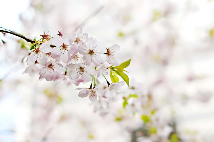 樱花背景图片素材