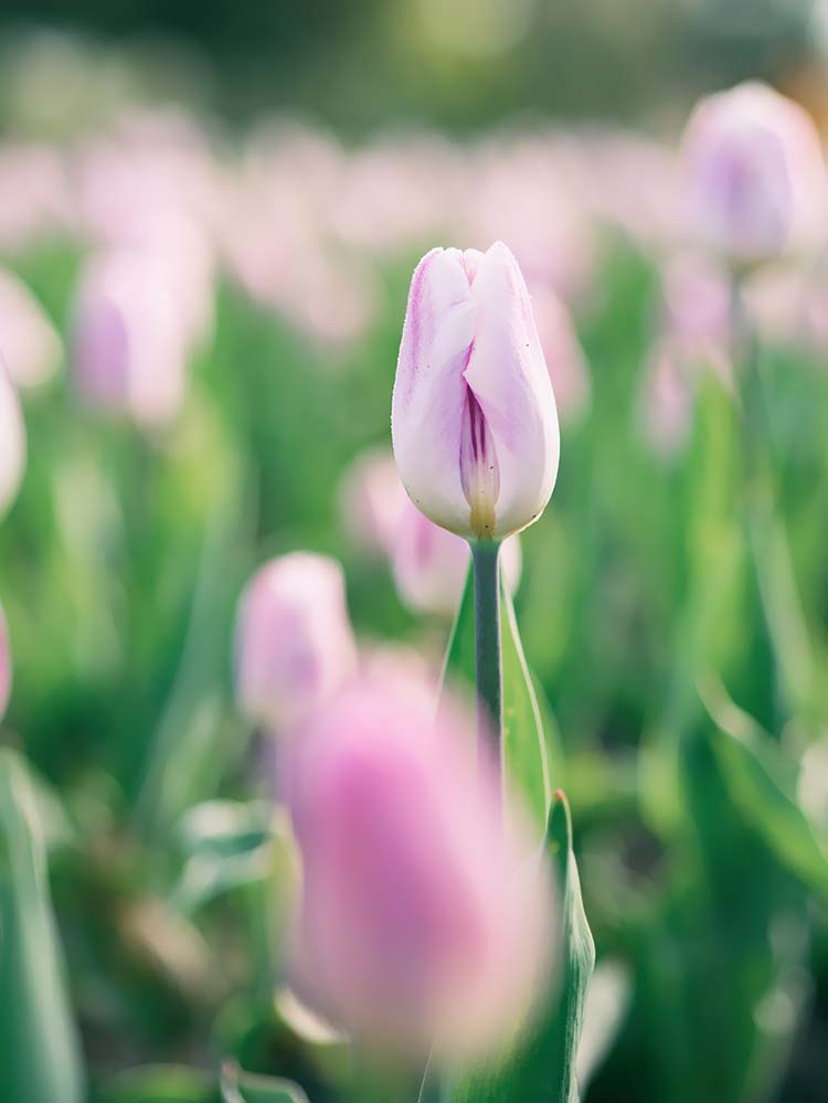 郁金香花高清背景图片