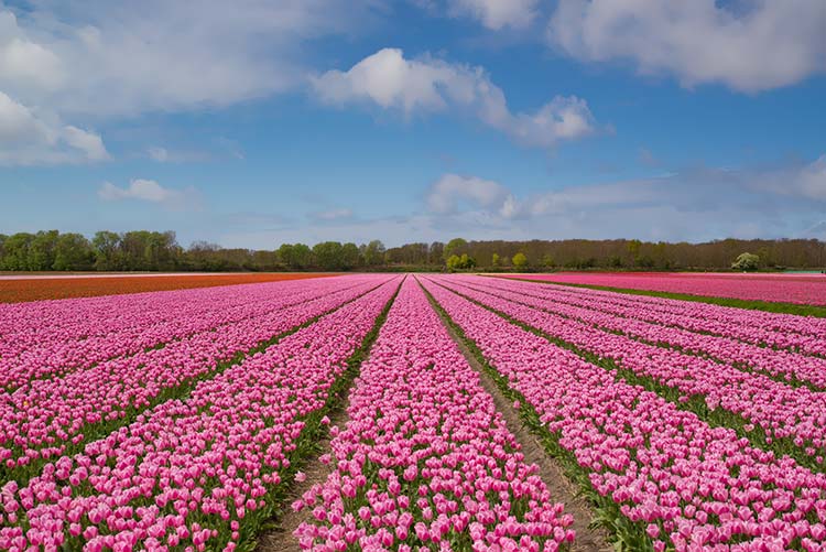 郁金香花图片素材