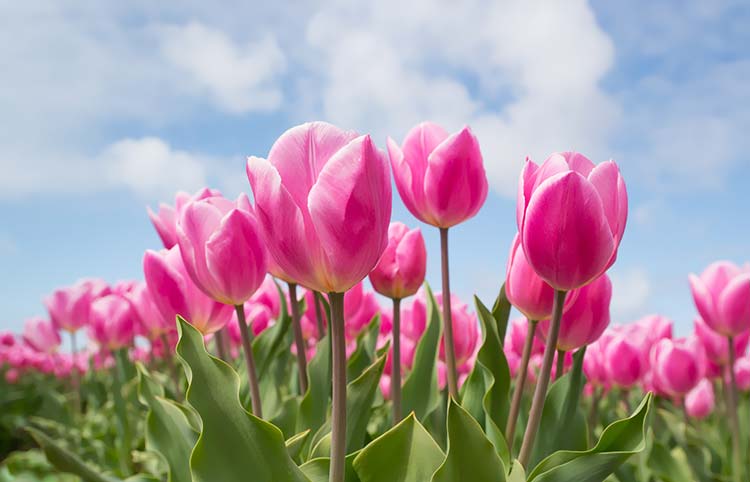 郁金香花图片素材